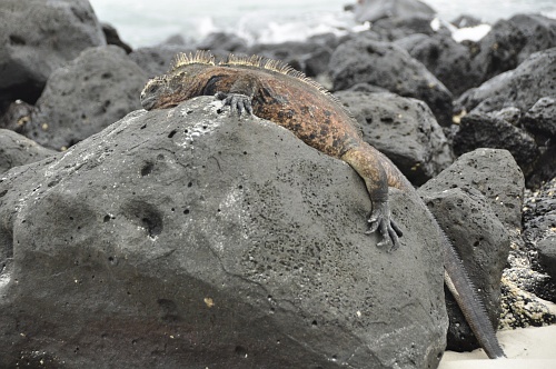 Iguana Marina
