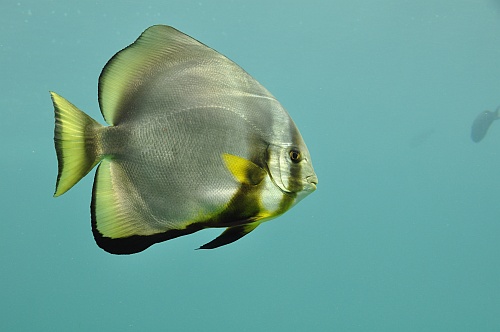 Fisch