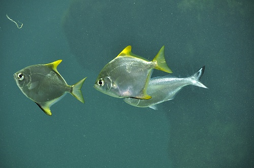 Fische