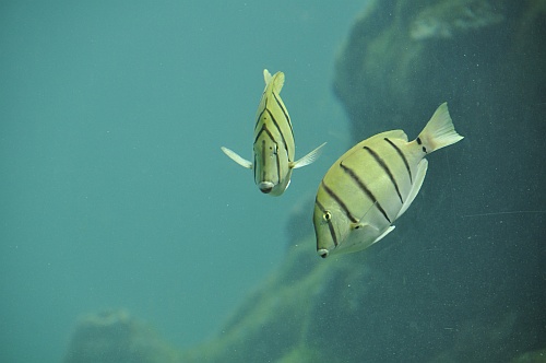 Fische