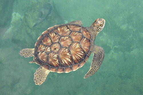 Schildkröte