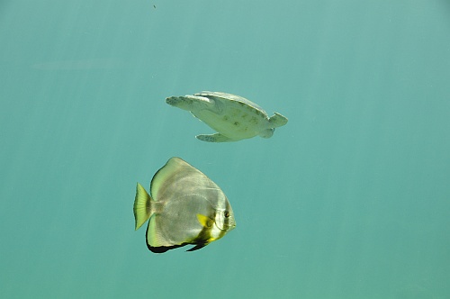 Schildkröte und Fisch