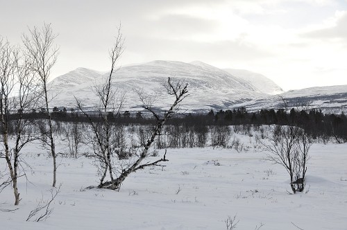 Verschneites Lappland