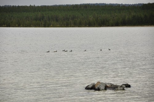 Ob die Entenfamilie zwei Seen weitergezogen ist?