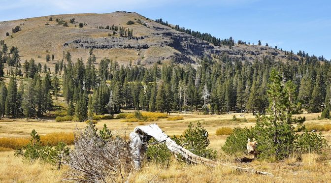 Wiese am Upper Truckee River