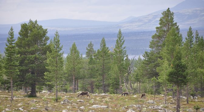 Rentiere kurz vor Haugen
